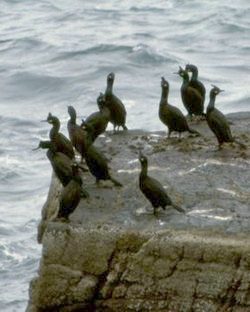 cormorans
