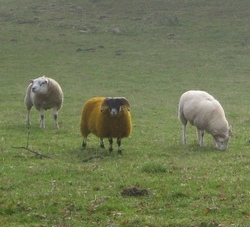 moutons