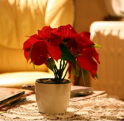 fleur