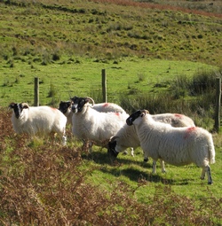 moutons