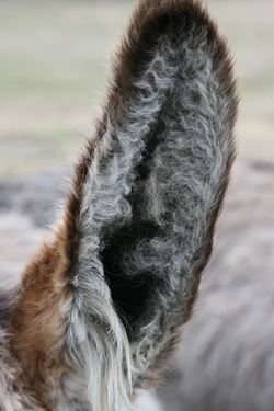 oreille